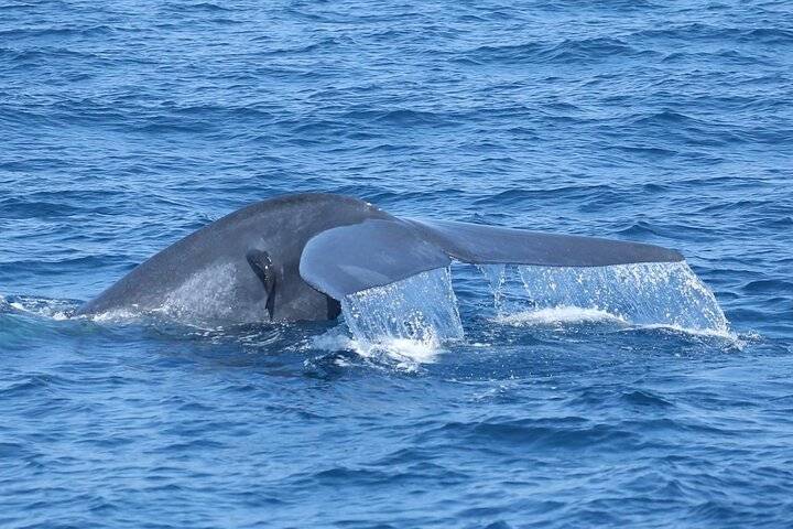 Whale Watching, Hambantota