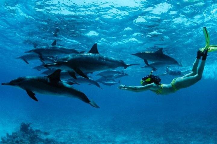 Mnemba snorkel, Zanzibar