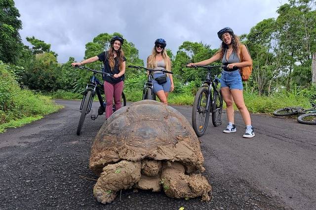 Giant Tortoises
