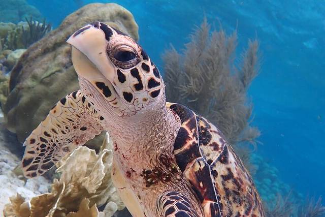 Kisite Reef