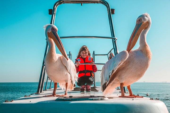 Dolphin Cruise, Swakopmund