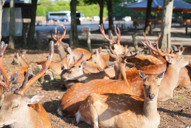 Nara