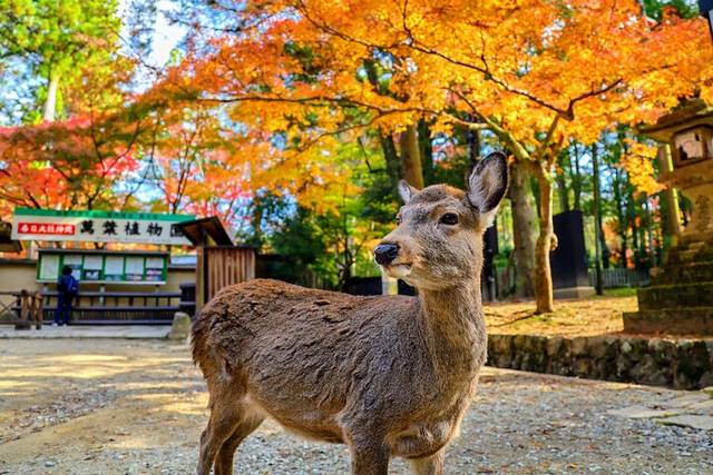 Nara