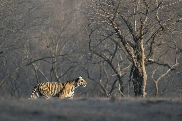 Siberian Tiger Park