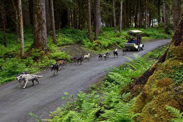 Dog Sledding