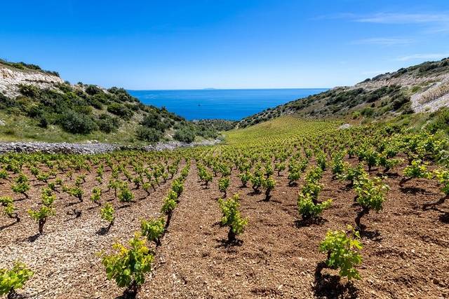 Vineyards