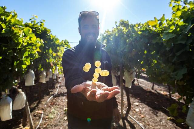 Wine Bodegas