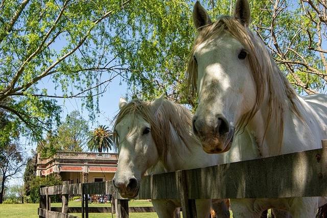 Gaucho Estancia