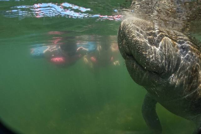 Homosassa