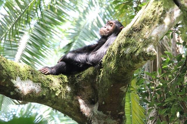 Nyungwe Forest