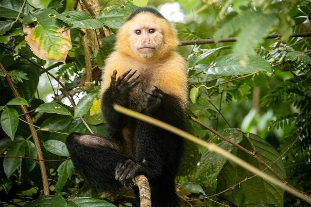Monkey Island
