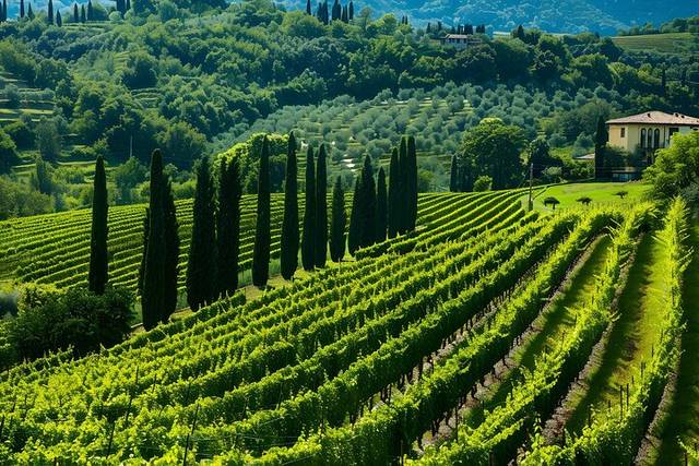 Valpolicella wine