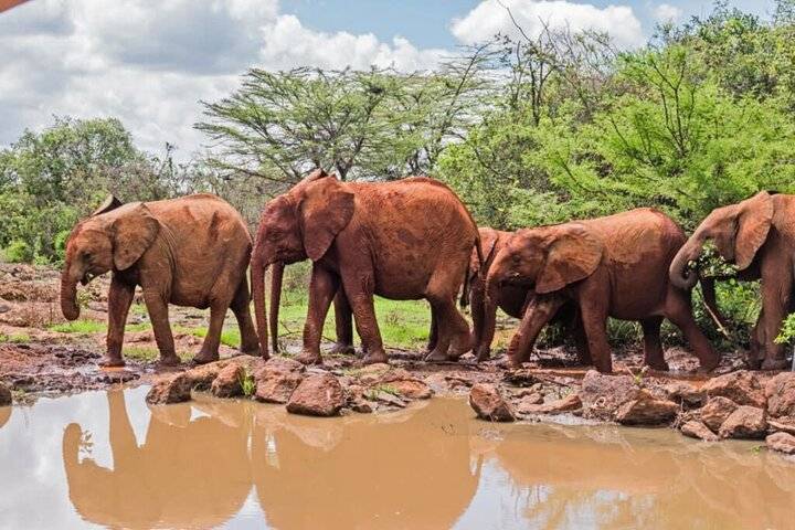 Safari Wildlife, Windhoek