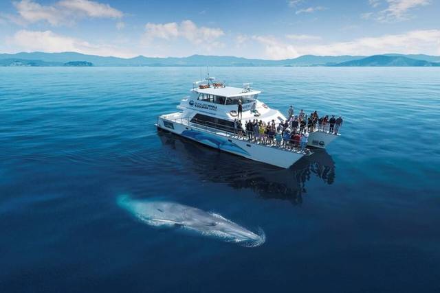 Dolphin Cruise