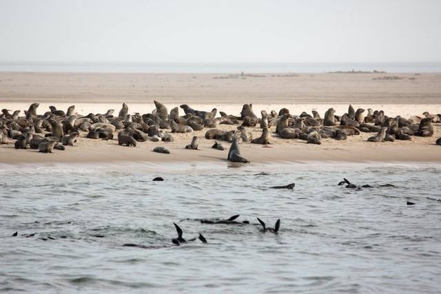 Dolphins & Seals