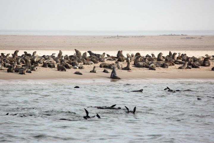 Dolphin Cruise, Walvis Bay