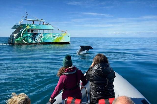 Dolphin Trip