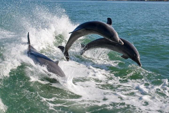 Dolphin Cruise, St Petersburg