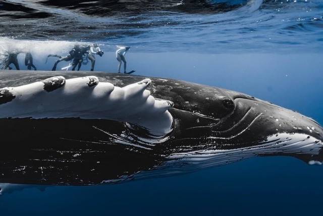 Whale Swim