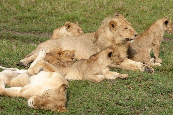 3-Day Budget Masai Mara Safari by Road for Families of 4+