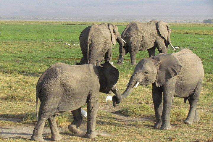3-Day Budget Masai Mara Safari by Road for Families of 4+