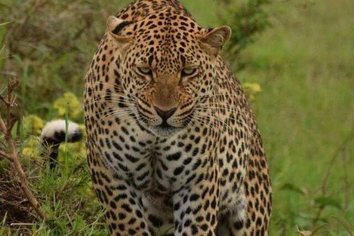 Ol Pejeta Conservancy and Aberdares National Park Tour for 2 days
