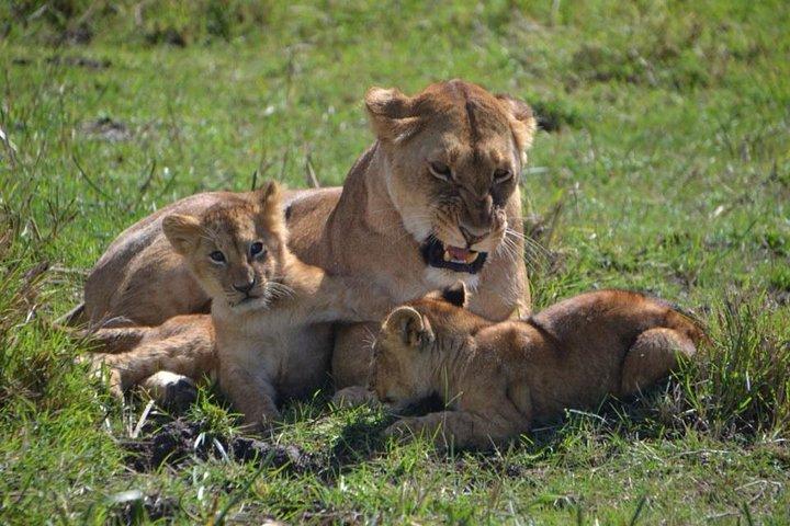 Nairobi National Park Tour
