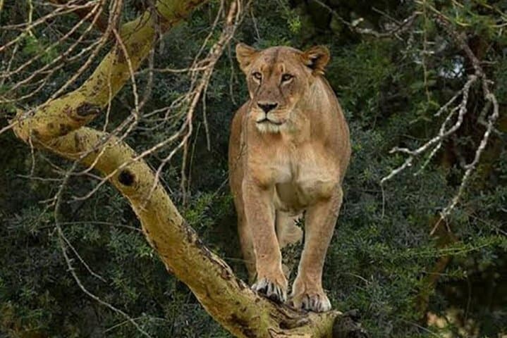 Day Tour Nairobi to the Lake Nakuru National Park