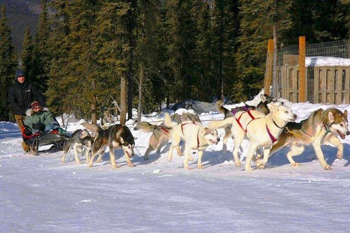 1 hour Winter Dog Sledding in Fairbanks