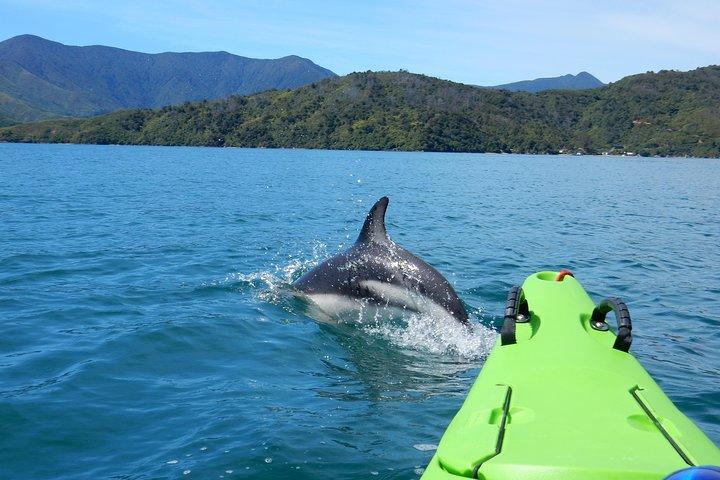 Half day Sea Kayak Guided Tour from Picton