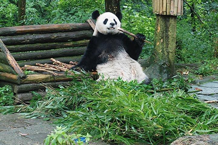 Sanxingdui Ruins and Giant Pandas Private Day Tour from Chengdu