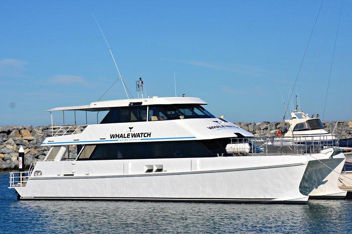 Educational Whale Watching Tour from Perth