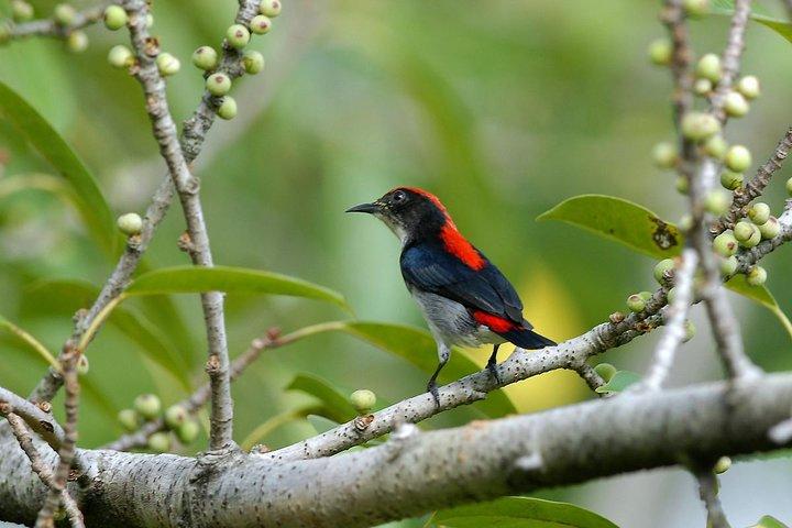 JungleWalla Langkawi Birdwatching Tour