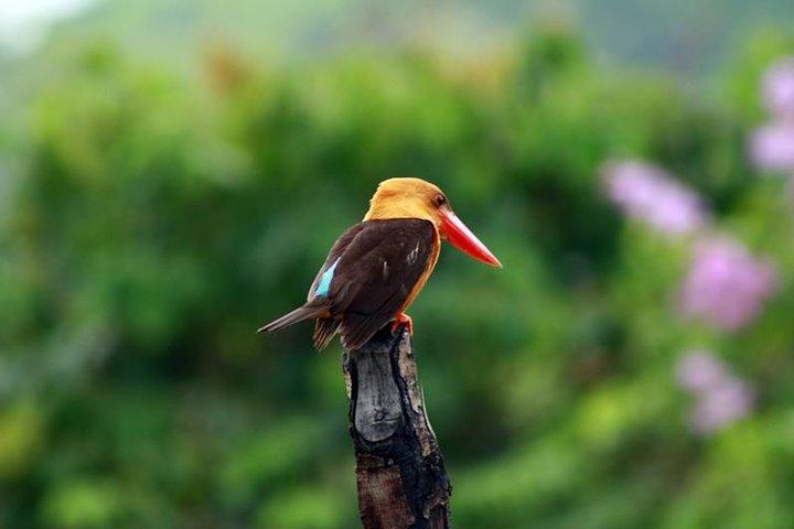 JungleWalla Langkawi Birdwatching Tour