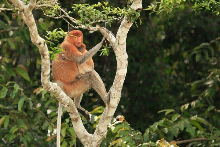 Full-Day Sepilok Orangutan and Proboscis Monkey from Sandakan or Kota Kinabalu