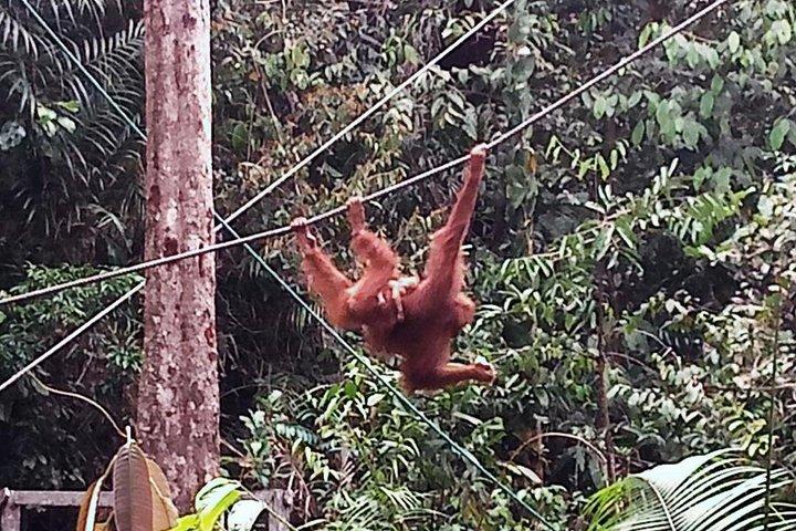 Semenggoh Orangutan Centre from Kuching