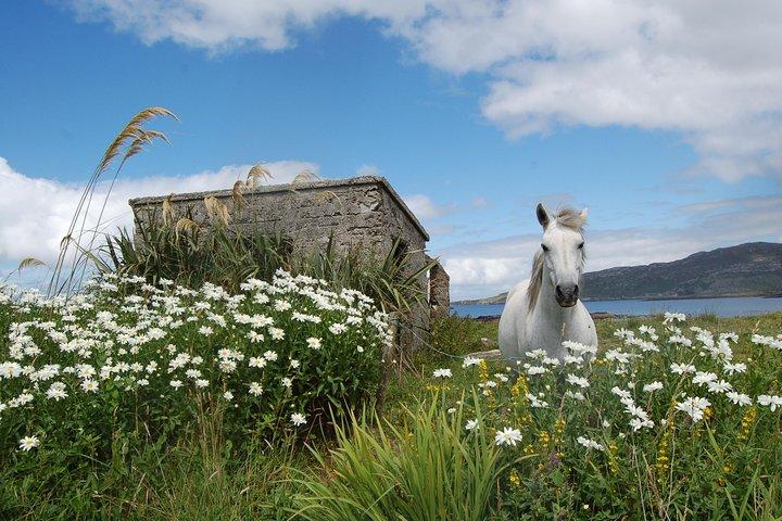 Connemara, Kylemore Abbey and Wild Atlantic Way tour from Galway
