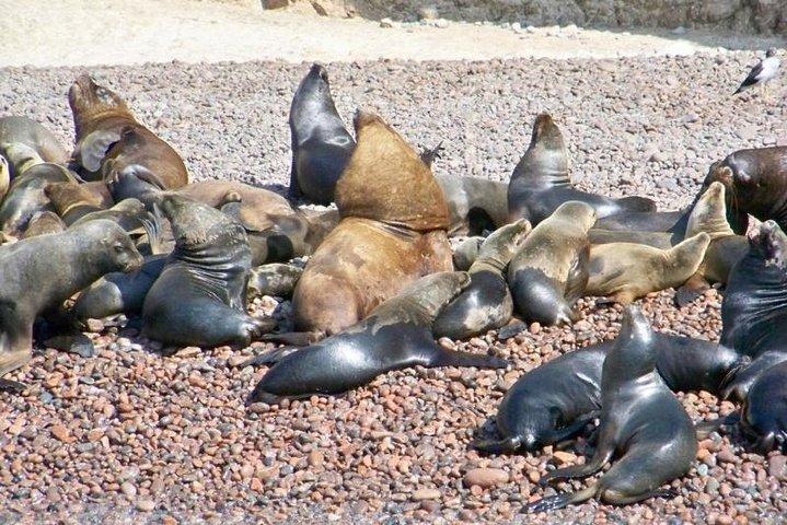 Ballestas Islands Sightseeing Boat Ride from Paracas