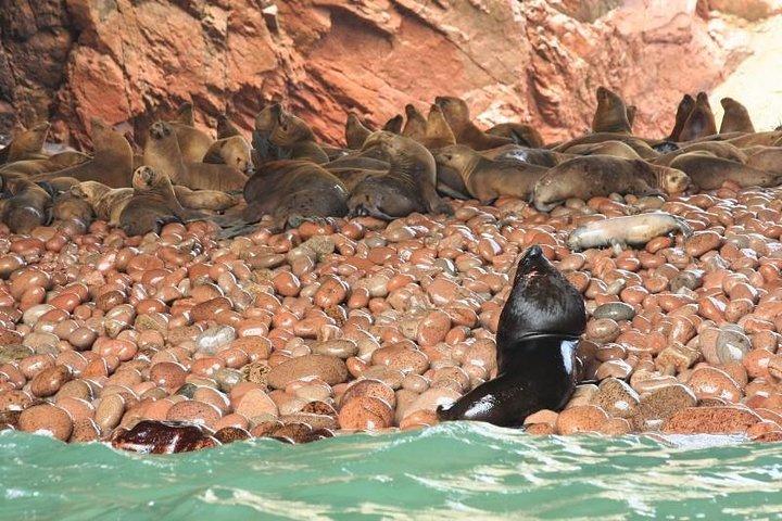Ballestas Islands Sightseeing Boat Ride from Paracas