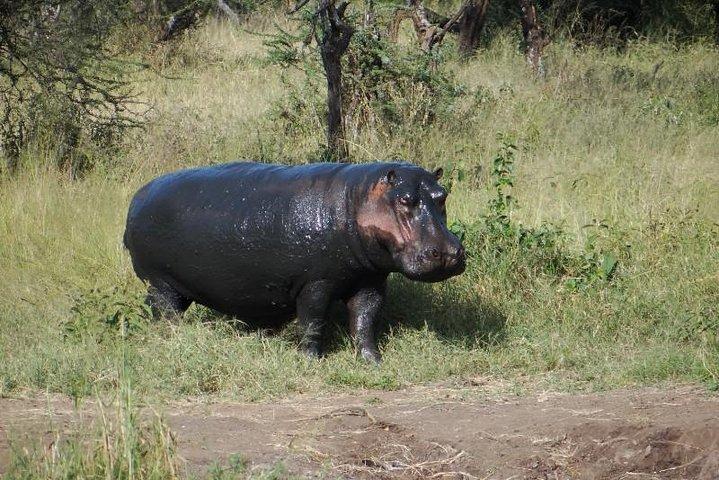 4-Day Serengeti & Ngorongoro Safari