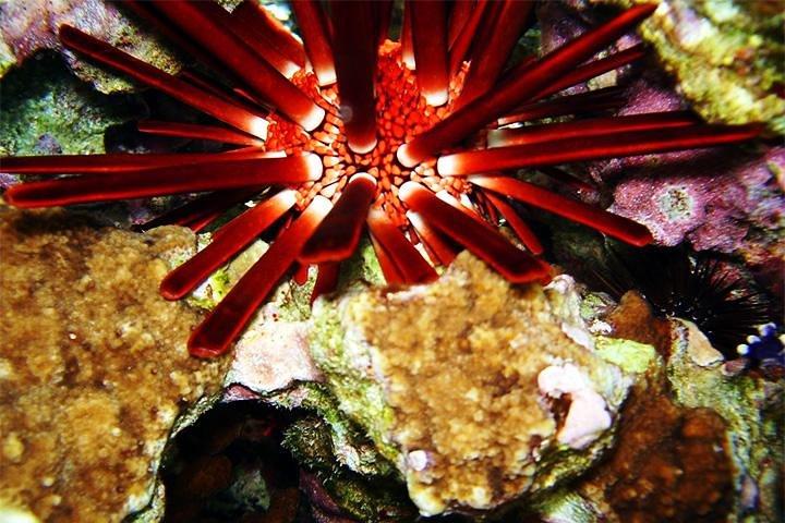 Canyon and Dahab Snorkeling Trip with Lunch from Sharm el Sheikh