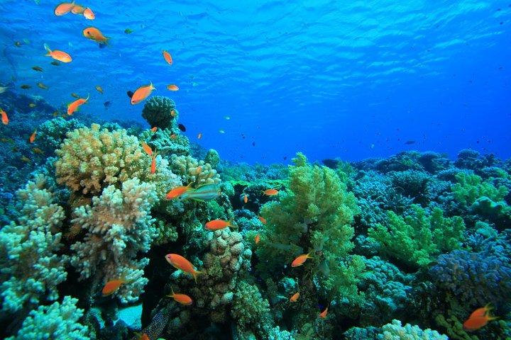 Three Pools Snorkeling Trip from Dahab
