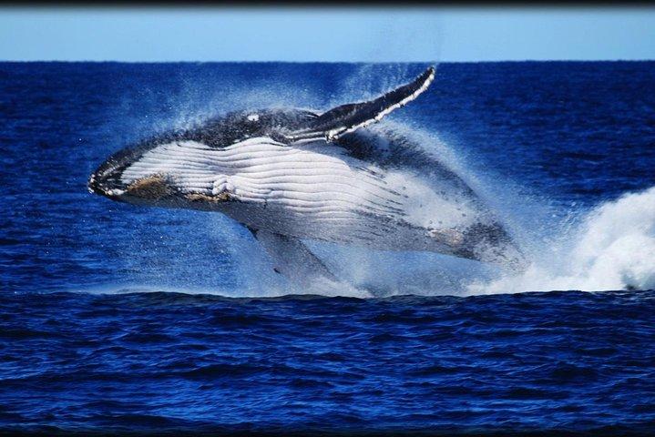 Brisbane Whale Watching Cruise from Redcliffe or Sunshine Coast