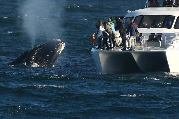 Private Tour: Hermanus Whale Watching Boat Trip & Wine Tasting