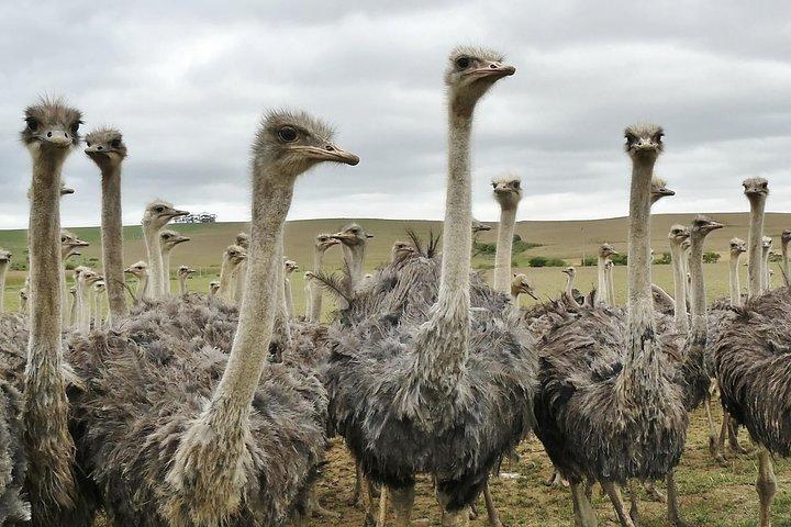 3 Days 2 Nights Garden Route Private Tour from Cape Town