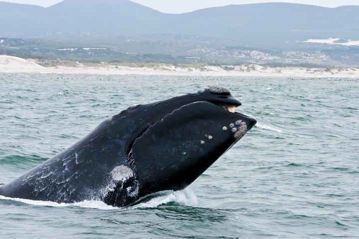 Hermanus Whale Watching Boat Cruise & Penguins from Cape Town