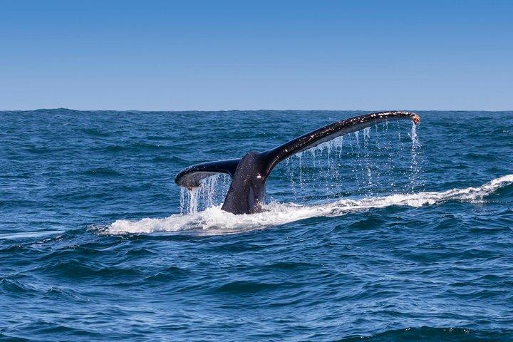 Hermanus Whale Watching Boat Cruise & Penguins from Cape Town