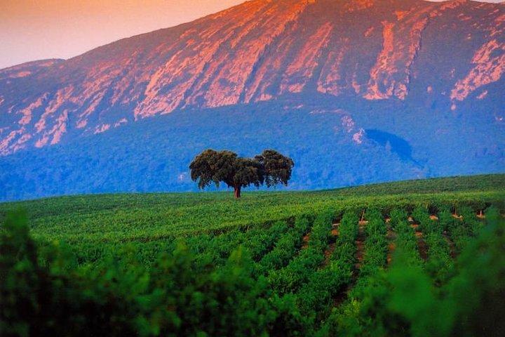 Wine Tasting - Private Half-Day Tour