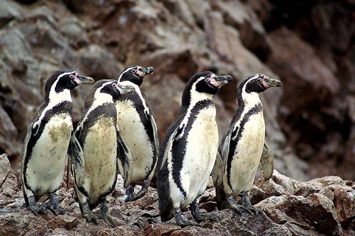 Ballestas Islands Group Tour from Paracas