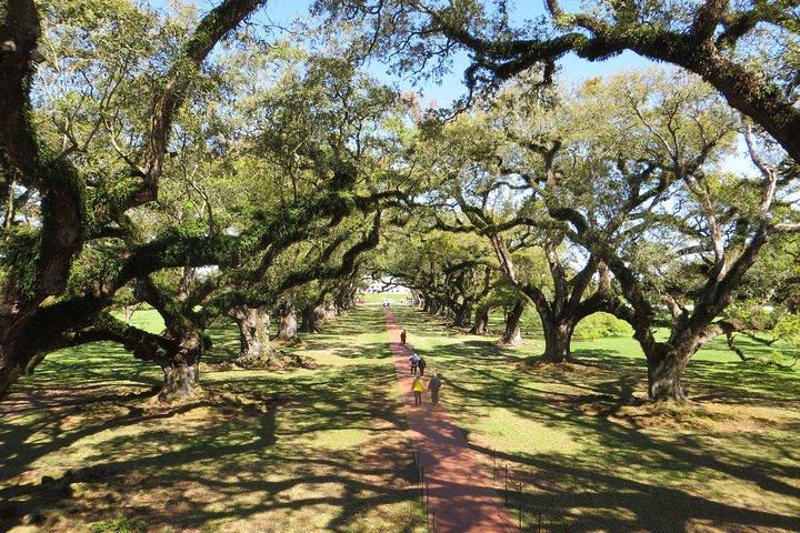 Oak Alley Plantation Half-Day Tour from New Orleans